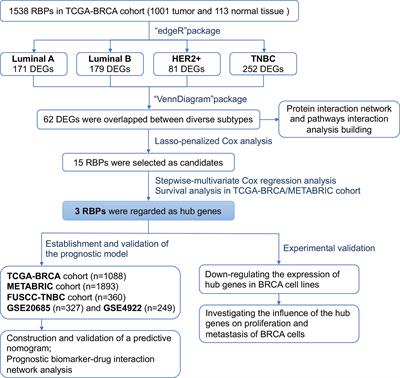 Identification of a Three-RNA Binding Proteins (RBPs) Signature Predicting Prognosis for Breast Cancer